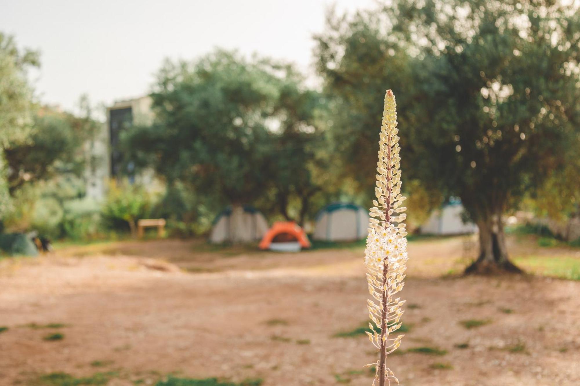 Olive Camping Otel Himarë Dış mekan fotoğraf